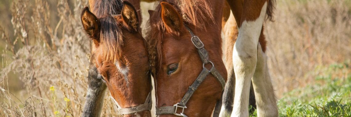 pexels zahaoha 1543827