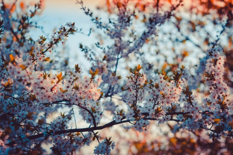 pexels a7151f26 c1cd 4f49 885c 635f9c25f552