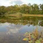 Excursie ontdek het voorjaar in Sarsven en De Banen - Henk Heijligers