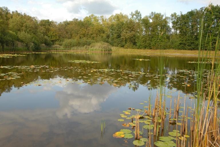 Uittips Limburg 51 Excursie ontdek het voorjaar in Sarsven en De Banen - Henk Heijligers