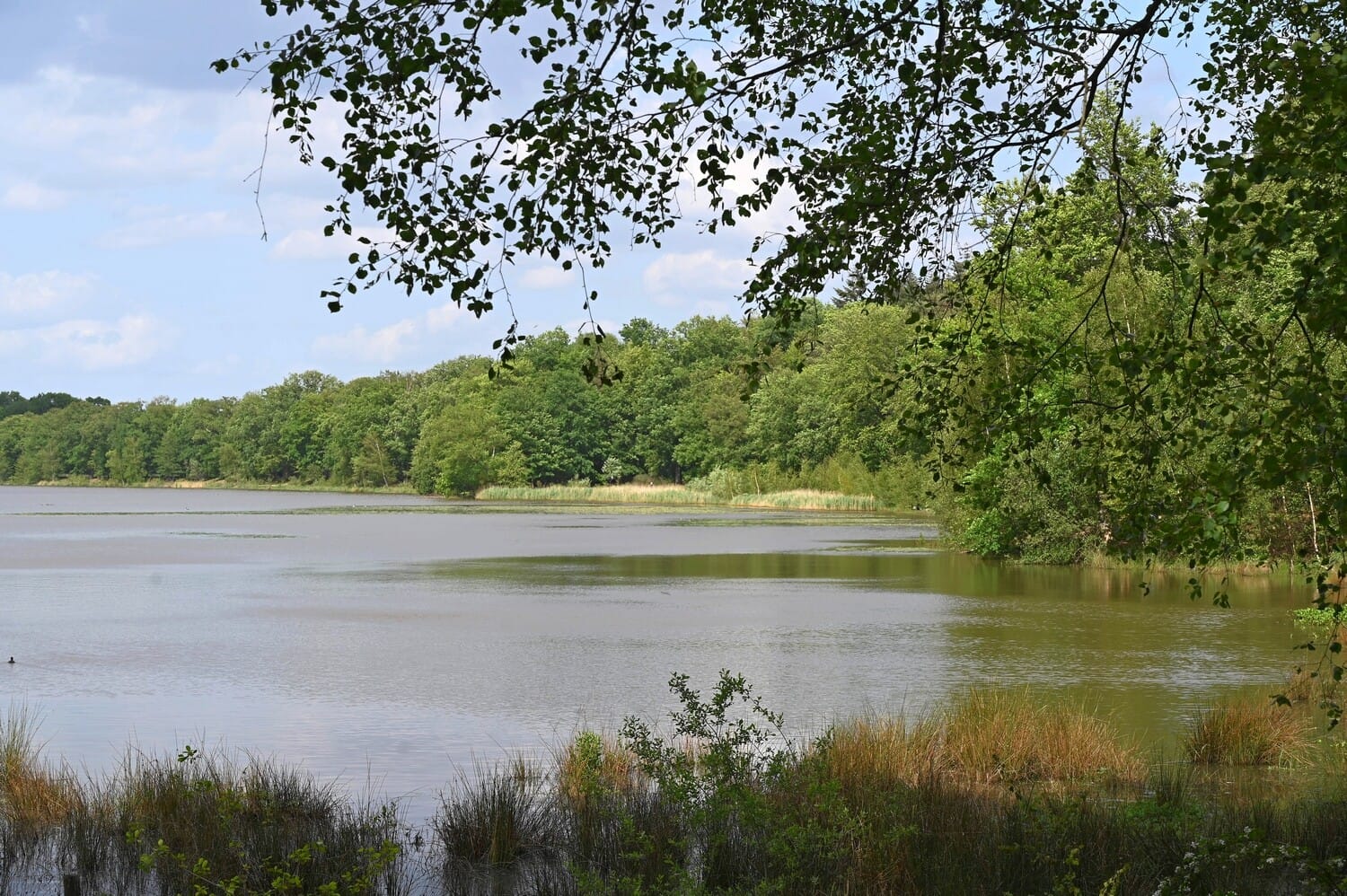 Zwart Water - Foto: Het Limburgs Landschap, Henk Heijligers