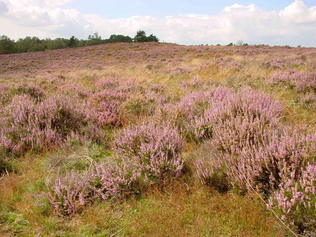 paarse heide Harry Bussink