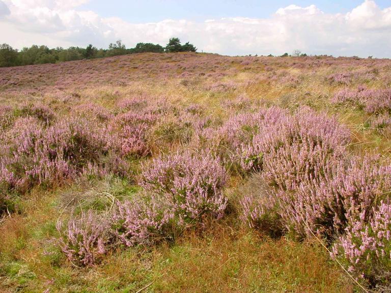 paarse heide Harry Bussink