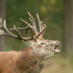 Edelhert Henk Heijligers