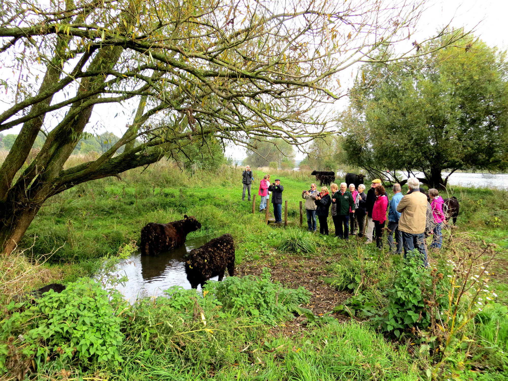 Ontdek de natuur langs de maas bij Blerick 4 Galloway's Piet Fleuren