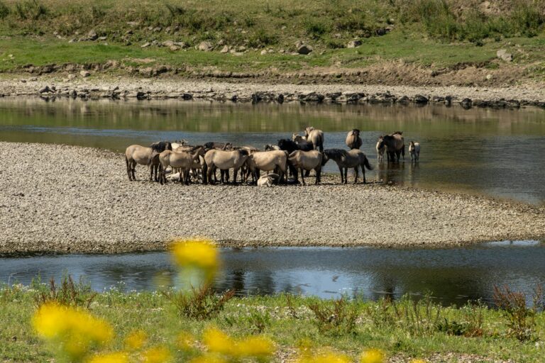 pexels atie van hoorn