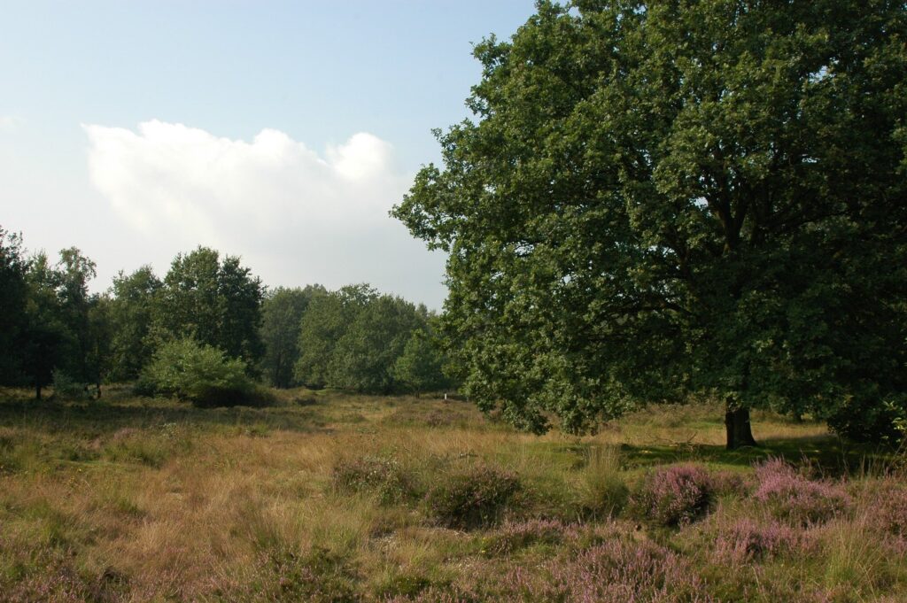 Groote Heide Harry Bussink
