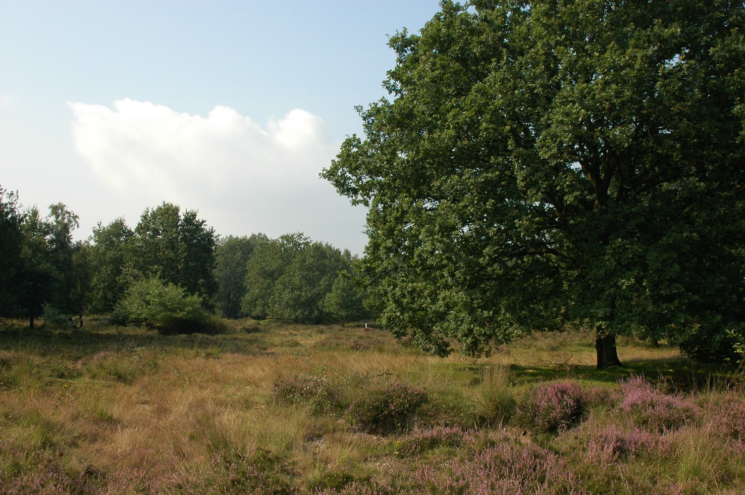 Groote Heide Harry Bussink Groote Heide Harry Bussink
