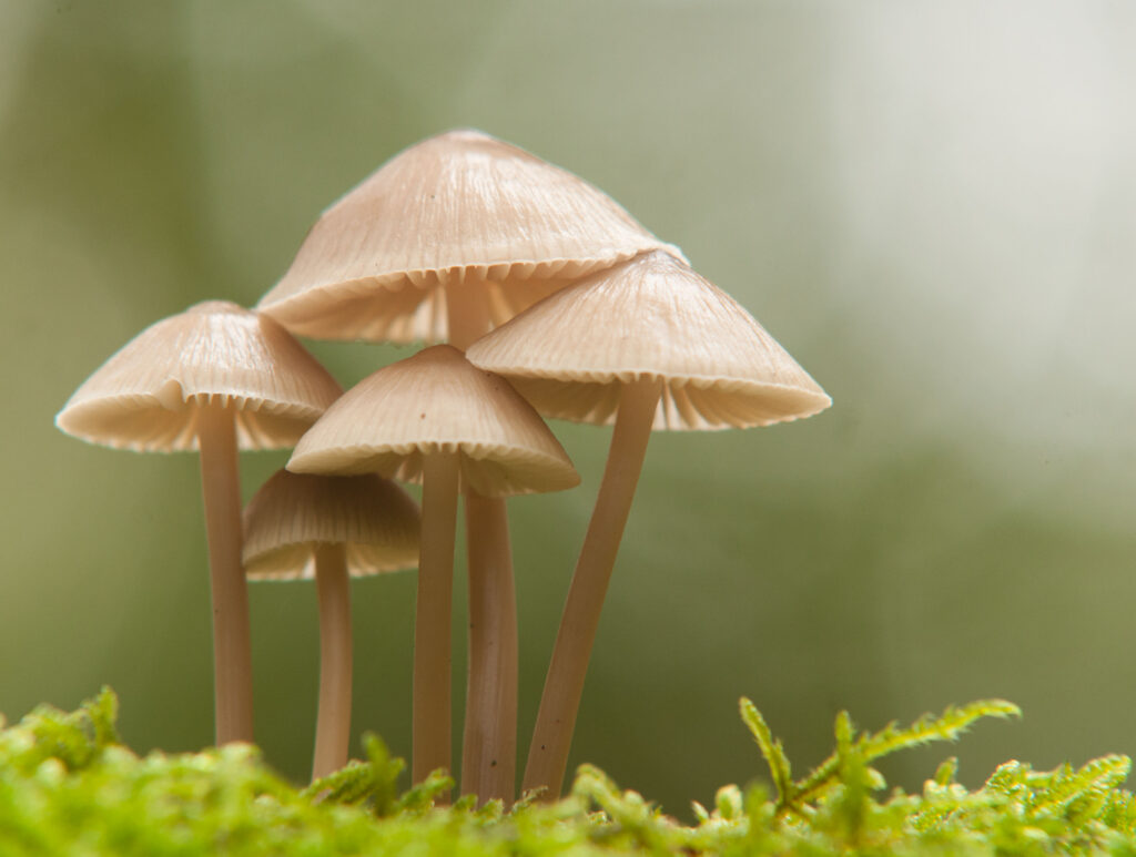 Ontdek de herfst en de paddenstoelen op de Groote Heide - Henk Heijligers