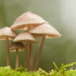 paddenstoel Henk Heijligers