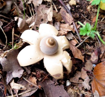 Op zoek naar paddenstoelen in de Ravenvennen - Aardster P Fleuren