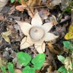 Gekraagde Aardster foto Herman Beuvens