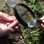 Ontdek het bodemleven bodemdierendag nl