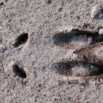 Speuren naar sporen Henk Heijligers