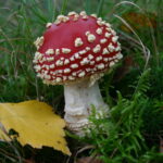 Vliegenzwam foto Olaf Op den Kamp