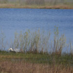 grote blauwe reiger foto Coen Gabriëls