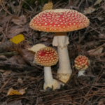 paddenstoelen