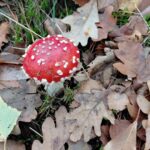 Stiltewandeling Marja Nijskens