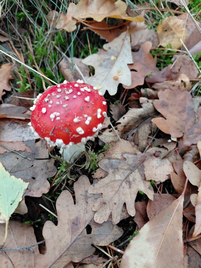 Stiltewandeling Marja Nijskens