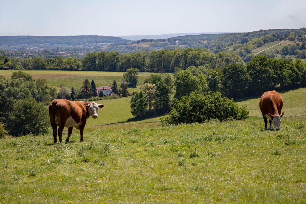 cow