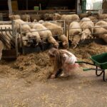 Lammetjesdagen 2026 17 schaapskooi