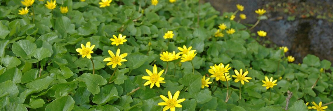 Excursie in De Dellen en het Meerssenerbroek Henk Heijligers
