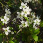 Excursie natuurgebied de Groote Heide 15 Excursie natuurgebied de Groote Heide Sleedoorn Nelly Schouenberg