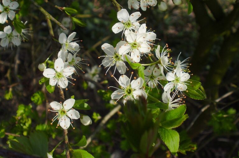 Uitjes Limburg 37 Excursie natuurgebied de Groote Heide Sleedoorn Nelly Schouenberg