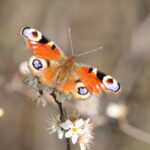 Wandeling door het Land van Kalk dagpauwoog