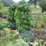Bio plantenmarkt en ehands boekenmarkt