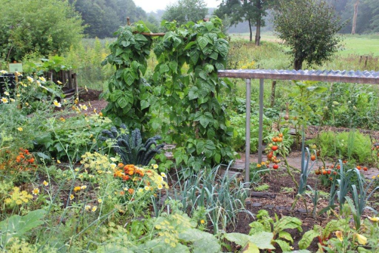 Bio plantenmarkt en ehands boekenmarkt