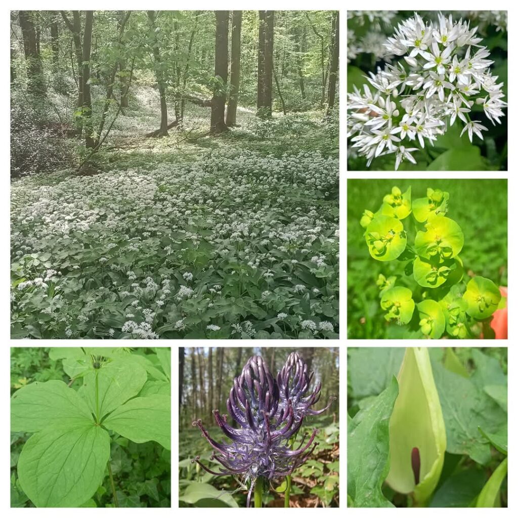 Excursie Savelsbos bij Rijckholt Zuid Limburg