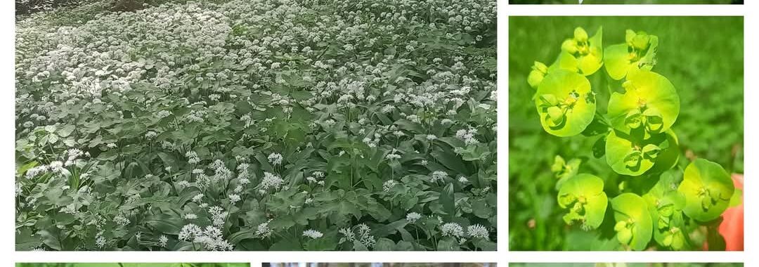 Excursie Savelsbos bij Rijckholt Zuid Limburg