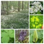 Excursie Savelsbos bij Rijckholt Zuid Limburg 12 Excursie Savelsbos bij Rijckholt Zuid Limburg