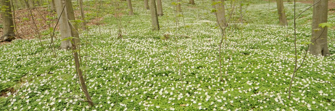 Excursie in het Cannerbos