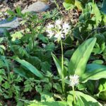 Florawandeling in het Leudal