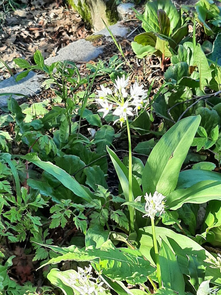 Florawandeling in het Leudal