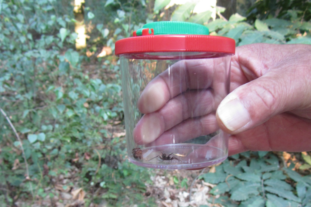 Friemelbeestjeswandeling in Afferden 19 Friemelbeestjeswandeling in Afferden Lia Oosterwijk