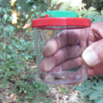 Friemelbeestjeswandeling in Afferden 7 Friemelbeestjeswandeling in Afferden Lia Oosterwijk