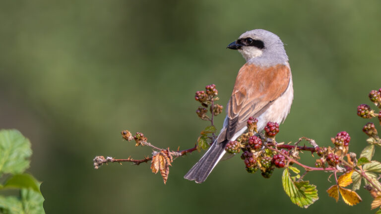 Vogelwandeling