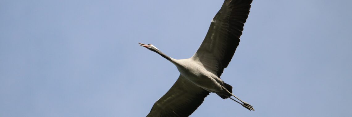 Aftrap “Dag van het Nationaal Park”: Trekvogels in De Groote Peel - nathalieburblis bird