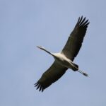 Aftrap “Dag van het Nationaal Park”: Trekvogels in De Groote Peel - nathalieburblis bird