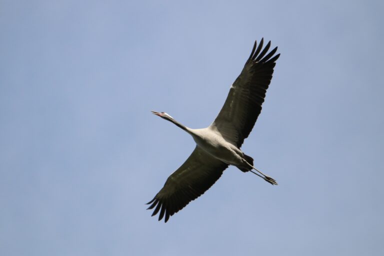 Aftrap “Dag van het Nationaal Park”: Trekvogels in De Groote Peel - nathalieburblis bird