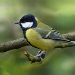 Vroege Vogels Wandeling GaiaZOO - koolmees