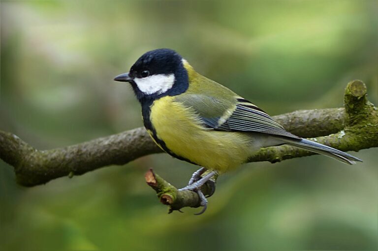 Vroege Vogels Wandeling GaiaZOO - koolmees