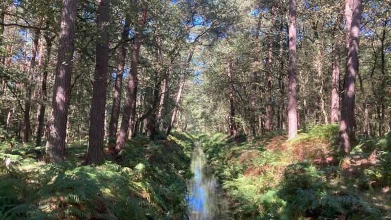 Activiteiten en evenementen in Limburg 104 Groene Veerkracht wandeling in het Weerterbos