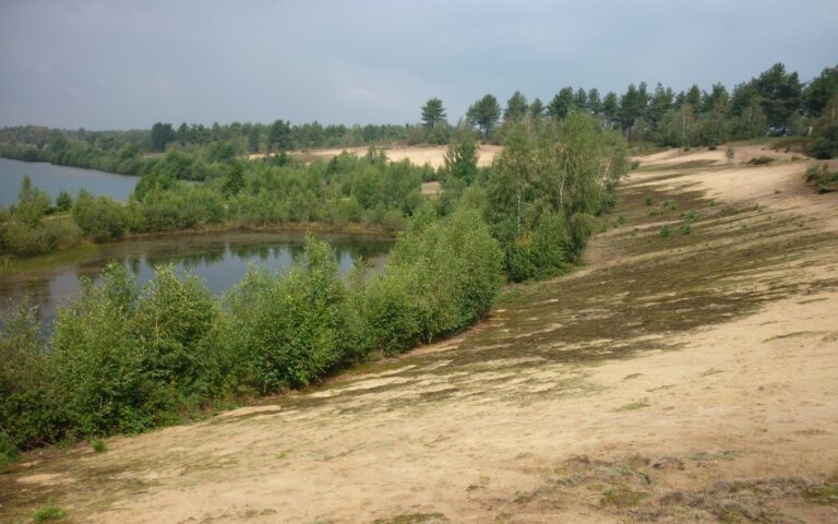 Mindfulness het bos in bij het Reindersmeer