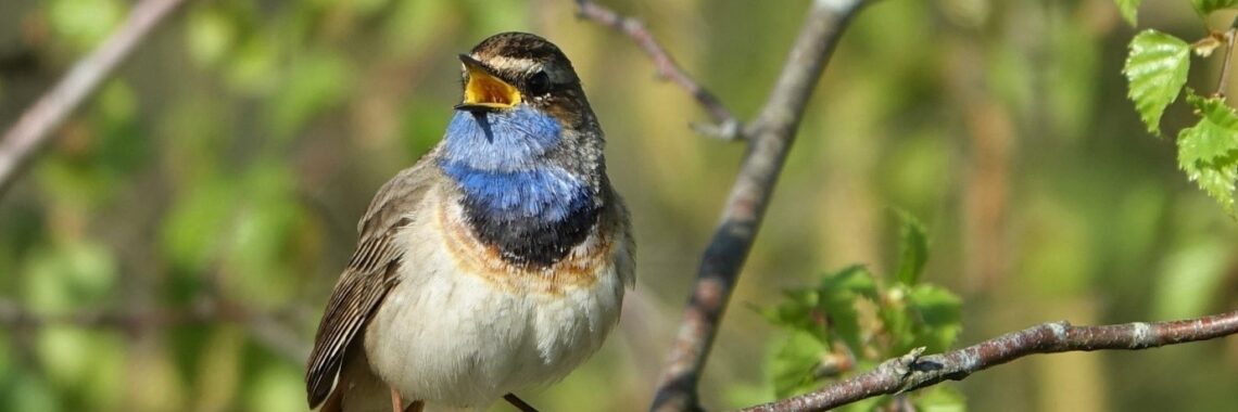 Vogels spotten in De Groote Peel