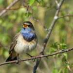 Vogels spotten in De Groote Peel 7 Vogels spotten in De Groote Peel