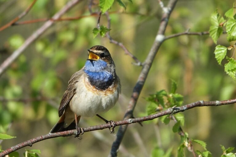 Activiteiten en evenementen in Limburg 121 Vogels spotten in De Groote Peel